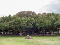 riesiger Banyan Tree in Lahaina