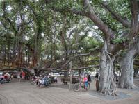 riesiger Banyan Tree in Lahaina