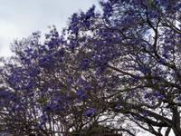 blühender Jacaranda