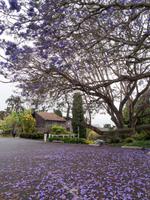 blühender Jacaranda