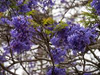 blühender Jacaranda