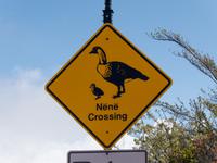 Nene Crossing