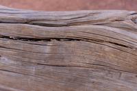 71_Money Tree im Monument Valley