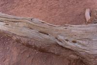 72_Money Tree im Monument Valley