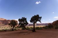 73_Money Tree im Monument Valley