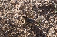 Streifenhörnchen Bryce Canyon 