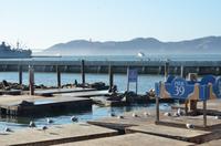 Die berühmten Seelöwen am Pier 39 - Fisherman's Wharf