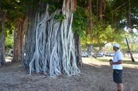 Typischer Banyan Tree in Honolulu