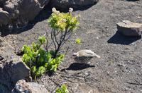 Haleakala Crater