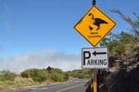 Aufgepasst! Nene, die Hawaiigans