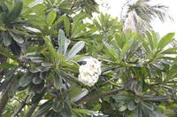 Duftende Frangipani-Blüten