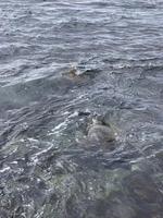 Suchbild: Meeresschildkröten am Wailea Beach