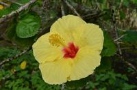 Blütenpracht in Hawaii