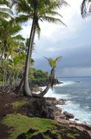 Traumhafte palmengesäumte Lava-Küste auf Big Island