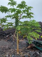 Inmitten der Lava-Felder ...