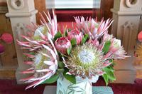 Proteas in Hawaii
