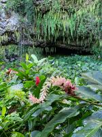 Besuch der Fern Grotto - Roter und rosa Ginger