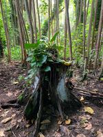Tropische Pflanzenwelt bei der Fern Grotto