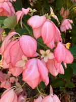 Pflanzenpracht auf Kauai