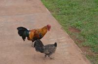 Hühner auf Kauai - ÜBERALL!