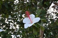 Hibiscus am Waimea Canyon