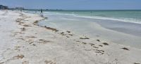 193 Lido Beach am Golf von Mexiko