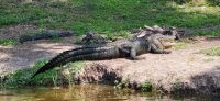 197 Alligator 4m lang, 40 Jahre alt