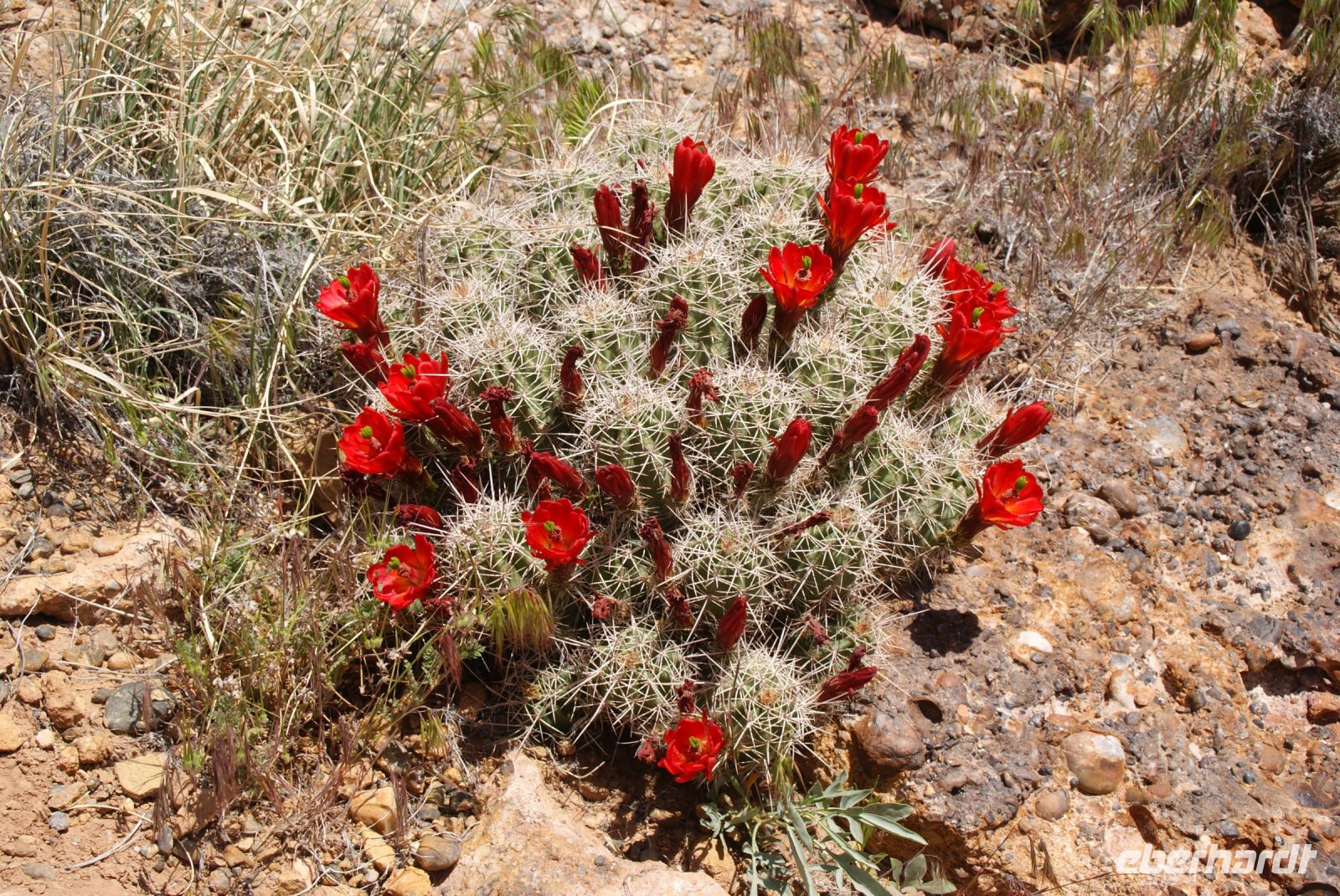 137 blühende Kakteen