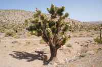 189 Josuha tree