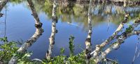 200 Alligator im Everglades Nationalpark