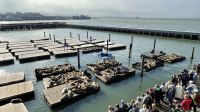 Pier 39 -  San Francisco