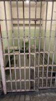 San Francisco - Besuch im ehemaligen Gefängnis Alcatraz