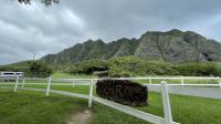 Inselrundfahrt auf O´ahu - Mittagspause auf der Kualoa Ranch