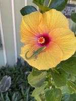 Inselrunfahrt auf Maui - Pause an einer Plantage