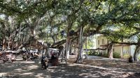 Inselrunfahrt auf Maui - Stopp in Lahaina am Bayan Tree 