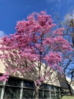 Walt Disney Concert Hall