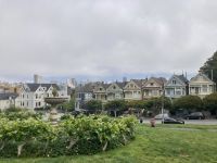 Painted Ladies 