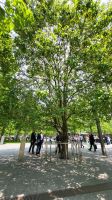 Städtereise New York - Survivor Tree am 9/11 Memorial