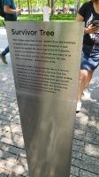 Städtereise New York - Survivor Tree am 9/11 Memorial