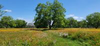 67 Wildblumenwiese in Texas