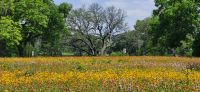 68 Wildblumenwiese in Texas