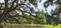 210 Anlage von Oak Alley