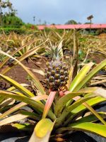 020a Hawaii - Inselrundfahrt Oahu.jpg