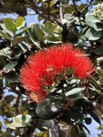 050 Hawaii - Big Island