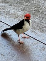 052 Hawaii - Big Island