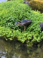 056 Hawaii - Big Island