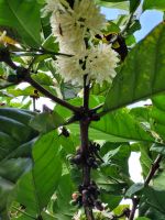 057 Hawaii - Big Island - Kaffeepflanze