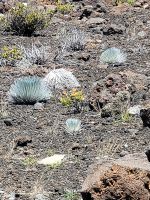 076 Hawaii - Maui - Vulkan Haleakala