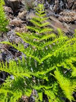 077 Hawaii - Maui - Vulkan Haleakala
