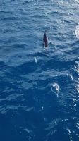 082 Hawaii - Maui - Segeltörn - Delfine
